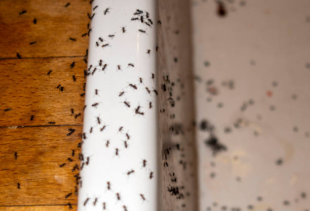 Best Pest Control Near Me  in Dublin, CA