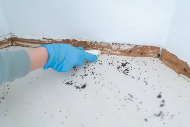 Best Best Pest Control Companies  in Dublin, CA